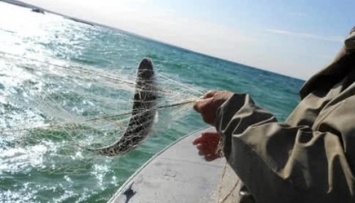 Вылов рыбы в Черном море в этом году увеличился на 63%