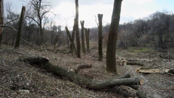 Пилят тоннами: мэрия Днепра потратит на спил деревьев еще 3,6 миллиона гривен