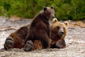 Жестокость просто зашкаливает: владелец крымского зоопарка заявил, что будет расстреливать «лишних» бурых медведей