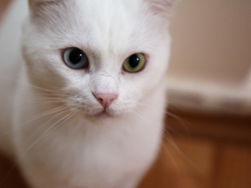 Хэппи-энд: что сейчас с белоснежным котом, которого хозяева хотели усыпить из-за 800 гривен
