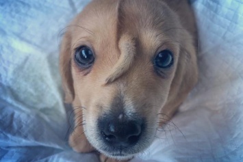 В США волонтеры спасли уникального щенка с хвостом на лбу (фото)