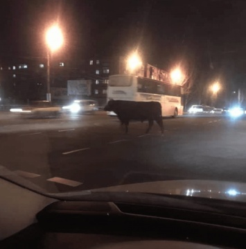 В Кривом Роге бык гуляет по городу: реакция взорвала соцсети (Фото)