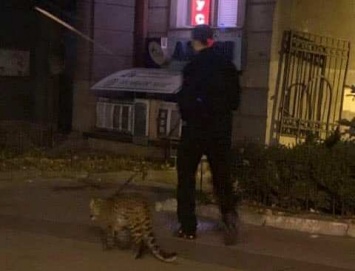 В центре Киева выгуливали леопарда