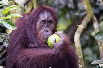 Трехметровых обезьян признали предками орангутанов