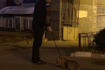 В Киеве заметили мужчину с леопардом на поводке