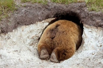 В Крыму хотят усыпить 30 зоопарковых медведей