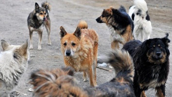 «Охраняют территорию»: в Днепре бродячие собаки бросаются на местных жителей