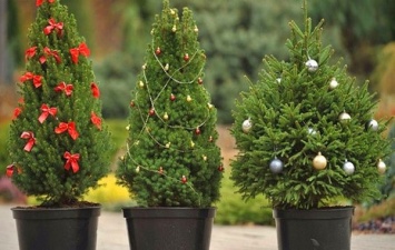 Получи ответ: можно ли купить елку в горшке, а после новогодних праздников высадить ее на улице
