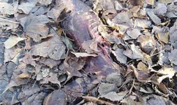 В Каменском обнаружили мертвую лису без шкуры