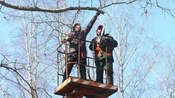 В Никополе омолаживают деревья