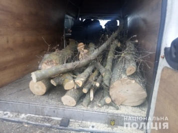 Тридцать кленов успели спилить лесные браконьеры на Херсонщине