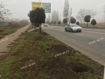 Какие деревья в Мелитополе вдоль проспекта посадят (фото)