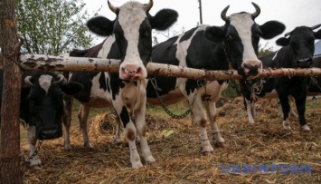 На Житомирщине запускают проект по созданию семейных молочных ферм