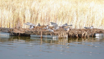 На Бурштынском водохранилище построят искусственный остров для птиц