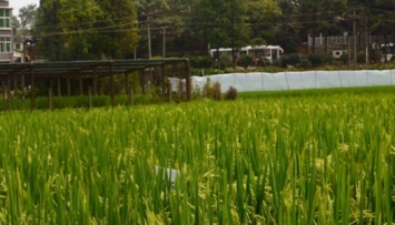 В Китае вывели новый высокоурожайный гибридный рис