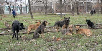 Из-за укуса бездомной собаки жительница Николаева требует от городской власти полмиллиона гривен