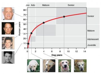 Ученые высчитали, как перевести возраст собаки в человеческий