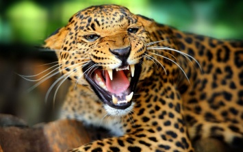 Стал жертвой собственного "обеда": видео схватки питона и леопарда набирает все большую популярность в сети