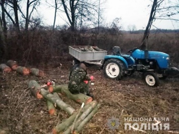 Полицейские Черниговщины задержали "черных" лесорубов