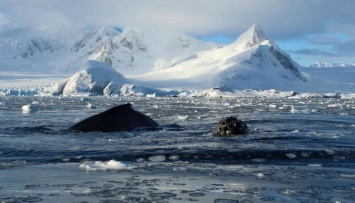 Украинские ученые впервые за 20 лет получат ледокол для исследования Антарктиды