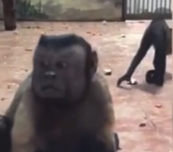 В Китае показали примата с ''человеческим лицом'': видео