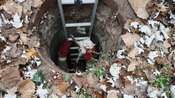 Одесские спасатели достали кота из канализации на Молдованке, - ФОТО