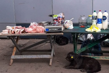 В Павлограде мужчина незаконно продавал мясо, приручив бродячих собак