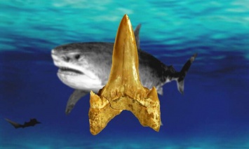 Обнаружены останки нового вида вымерших акул