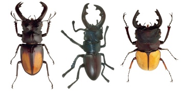 Биологи объяснили, зачем жуку-навознику рог