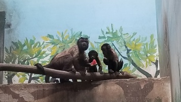 Никакой личной жизни - в Китае показали обезьяну с печальным мужским лицом
