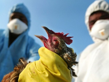 Китайские врачи рассказали, грозит ли России «птичий грипп» на конференции в Петербурге