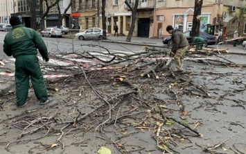 Ветер повалил в Одессе десятки деревьев