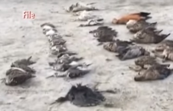 Тысячи мертвых птиц усеяли побережье индийского озера (ВИДЕО)