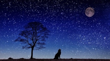 Почему ночью лает собака: приметы и суеверия, чего бояться