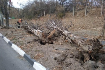 В Симферополе продолжают убирать деревья, которые сломал сильный ветер