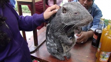 Гигантская крыса весом 15 кг - это не мутант из подземелий метро, а обаятельная пакарана (ВИДЕО)
