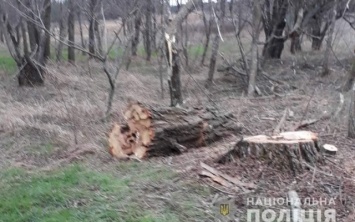 За минувшие сутки на Херсонщине полиция открыла уголовные производства за незаконную вырубку леса