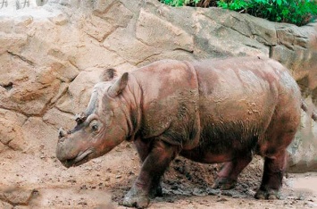 В Малайзии умер последний в стране суматранский носорог