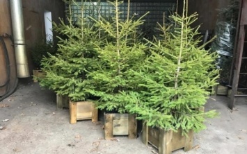 Стало известно, сколько в этом году украинцам обойдется покупка елки