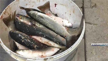 В Ленинском районе и Керчи уничтожили 300 килограммов некачественной рыбы