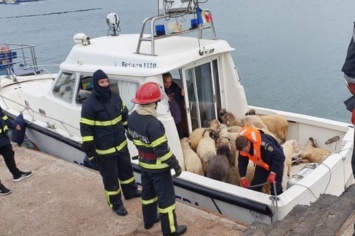 В Черном море перевернулось судно с овцами на борту