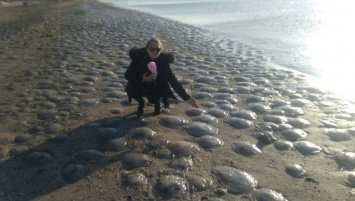 Тысячи медуз выбросило на крымское побережье после шторма
