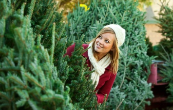 Стали известны цены на новогодние елки в Харьковской области