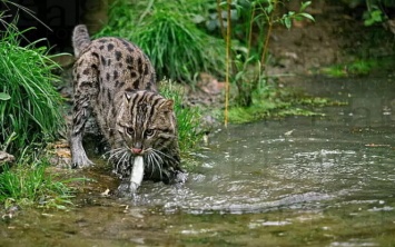 Любит нырять и ловить рыбу: Наиболее редкий кот в мире завораживает