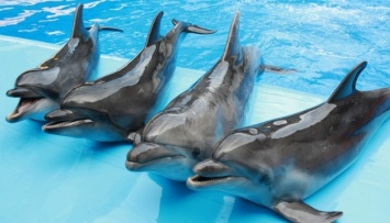 Раде предлагают запретить дельфинарии в Украине