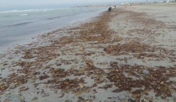 Еще одна аномалия: на берег Азовского моря выбросило сотни раков (ФОТО)