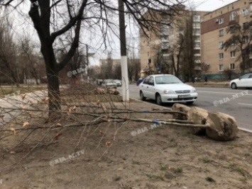 В Мелитополе высадили шикарные аллеи - будем с тенью (фото, видео)