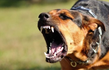 В Днепре хотят запретить выгул собак без поводка и намордника