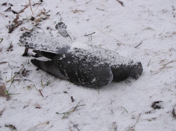 Вероятной причиной массовой гибели птиц в Карелии являются реагенты