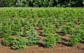 В лесничестве назвали цены на новогодние елки в Запорожской области
